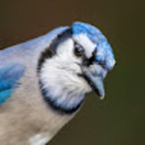 Meet your Posher, Aedan